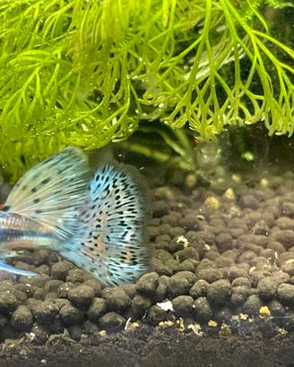 Pesce Guppy e Endler