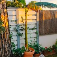 pianta Banano/Platano