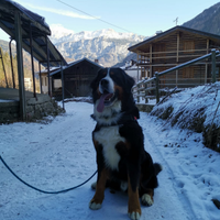 Bovaro del bernese per accoppiamento