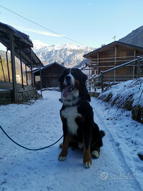 Bovaro del bernese per accoppiamento