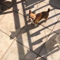 Adozione chihuahua