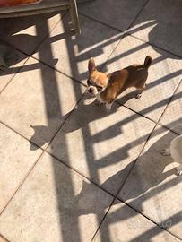 Adozione chihuahua