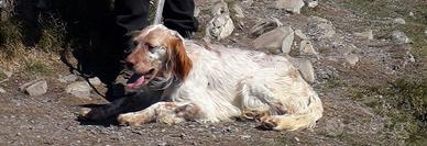 Setter Inglese