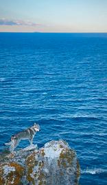 Lupo Cecoslovacco 3 anni