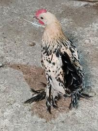 Galli
