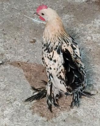 Galli