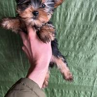 Cuccioli di Yorkshire Toy