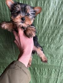 Cuccioli di Yorkshire Toy