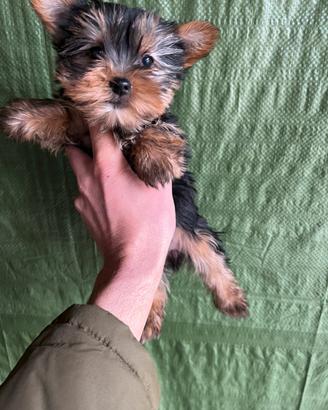 Cuccioli di Yorkshire Toy