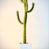 Cactus Ago di Eva Austrocylindropuntia Subulata