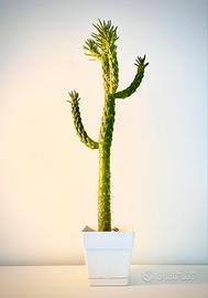 Cactus Ago di Eva Austrocylindropuntia Subulata