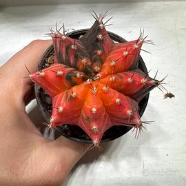 Pianta rara Gymnocalicium mihanovichii variegato