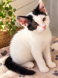 2 fratelli 4 mese carini, affetuoso piace giocare