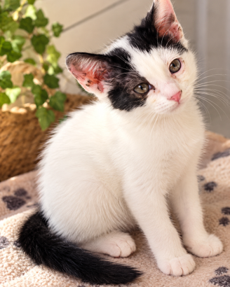 2 fratelli 4 mese carini, affetuoso piace giocare
