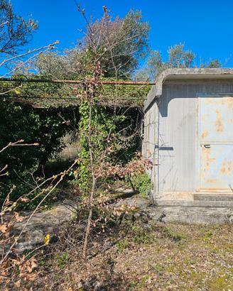 Terreno con uliveto a Loreto Aprutino