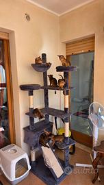 Abissini I gattini