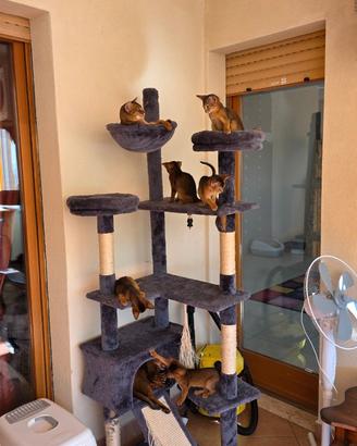 Abissini I gattini