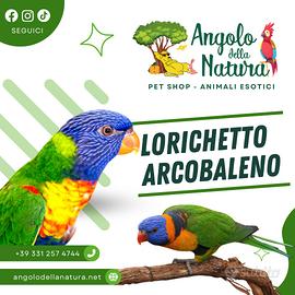 Pappagallo Lorichetto arcobaleno pet