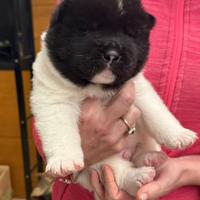 Cuccioli akita americano