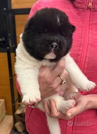 Cuccioli akita americano