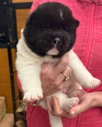 Cuccioli akita americano