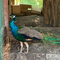 Pavone maschio adulto