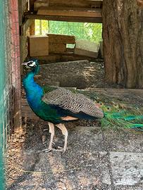 Pavone maschio adulto