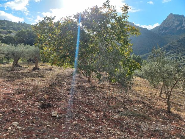 Vendesi terreno agricolo con Uliveto + rustico