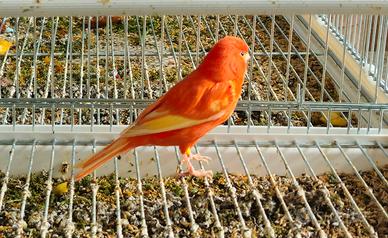 Canarina rosso ala bianca