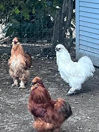 Gallo Moroseta silky