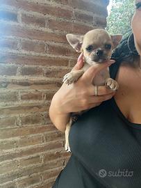 Chihuahua