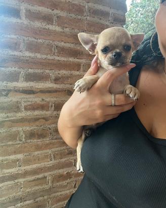 Chihuahua