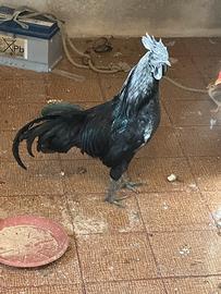 Ayam cemani