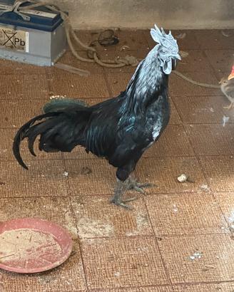 Ayam cemani