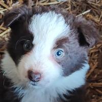 Border collie