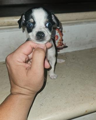 Chihuahua micro pedigree
