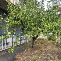 Appartamento - Belpasso