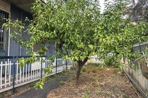 Appartamento - Belpasso