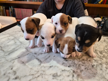 Cuccioli jack russell