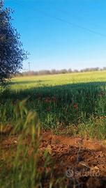 Terreno Agricolo