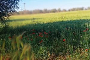 Terreno Agricolo