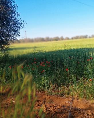 Terreno Agricolo