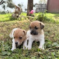 Cuccioli Jack Russel