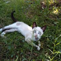 Gattini siamesi snowshoes