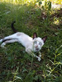 Gattini siamesi snowshoes