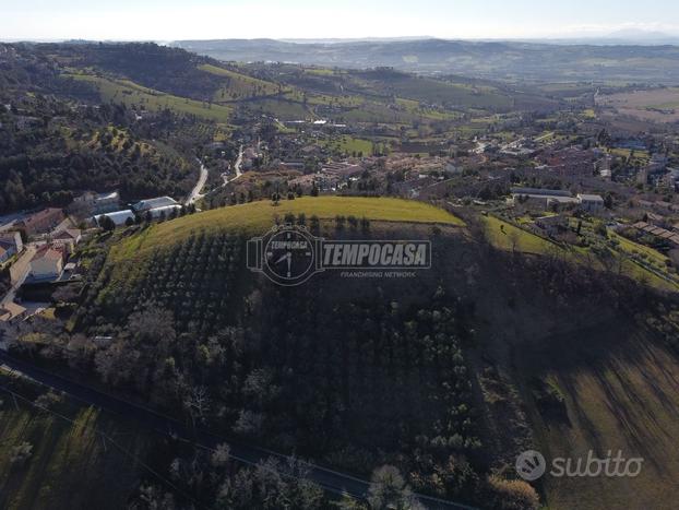 Terreno agricolo con 240 ulivi