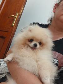 Volpino di Pomerania 