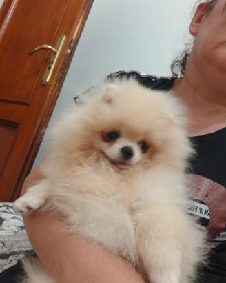 Volpino di Pomerania 