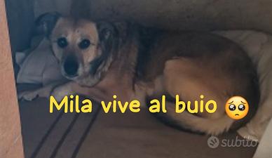 Mila 8 anni taglia media