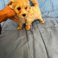 Cuccioli di Maltipoo